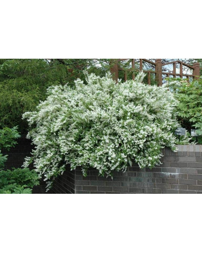 Дейція витончена | Deutzia gracilis | Дейция изящная