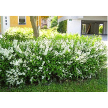 Дейція витончена | Deutzia gracilis | Дейция изящная