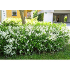 Дейція витончена | Deutzia gracilis | Дейция изящная