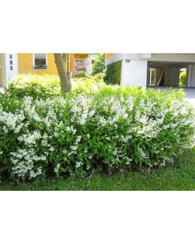 Дейція витончена | Deutzia gracilis | Дейция изящная