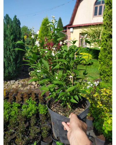 Дейція витончена | Deutzia gracilis | Дейция изящная