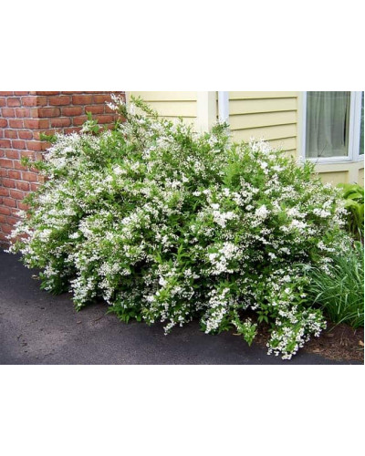 Дейція витончена | Deutzia gracilis | Дейция изящная