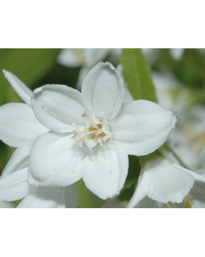 Дейція витончена | Deutzia gracilis | Дейция изящная