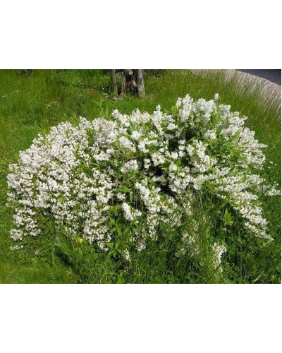 Дейція витончена | Deutzia gracilis | Дейция изящная