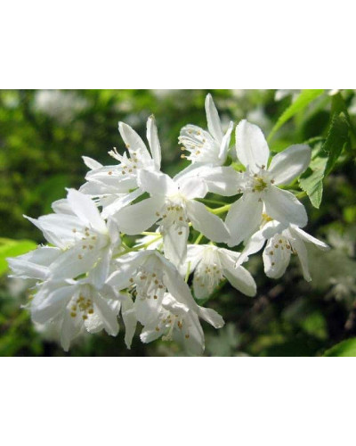 Дейція витончена | Deutzia gracilis | Дейция изящная