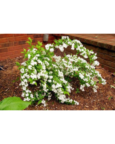 Дейція витончена | Deutzia gracilis | Дейция изящная
