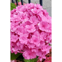 Гортензія широколиста Ю енд мі Тугезе | Hydrangea macrophylla You & Me Together | Гортензия широколистная Ю энд Ми Тугезе