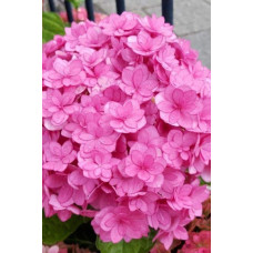 Гортензія широколиста Ю енд мі Тугезе | Hydrangea macrophylla You & Me Together | Гортензия широколистная Ю энд Ми Тугезе