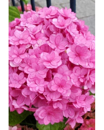 Гортензія широколиста Ю енд мі Тугезе | Hydrangea macrophylla You & Me Together | Гортензия широколистная Ю энд Ми Тугезе