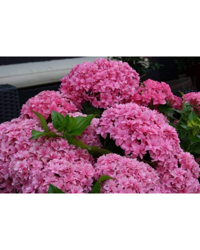 Гортензія широколиста Ю енд мі Тугезе | Hydrangea macrophylla You & Me Together | Гортензия широколистная Ю энд Ми Тугезе