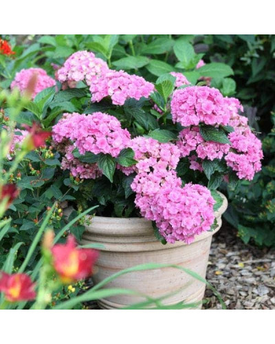 Гортензія широколиста Ю енд мі Тугезе | Hydrangea macrophylla You & Me Together | Гортензия широколистная Ю энд Ми Тугезе