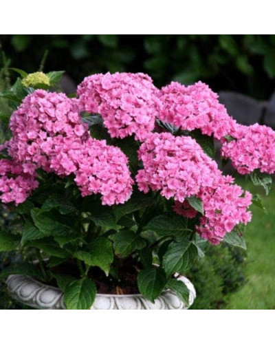 Гортензія широколиста Ю енд мі Тугезе | Hydrangea macrophylla You & Me Together | Гортензия широколистная Ю энд Ми Тугезе
