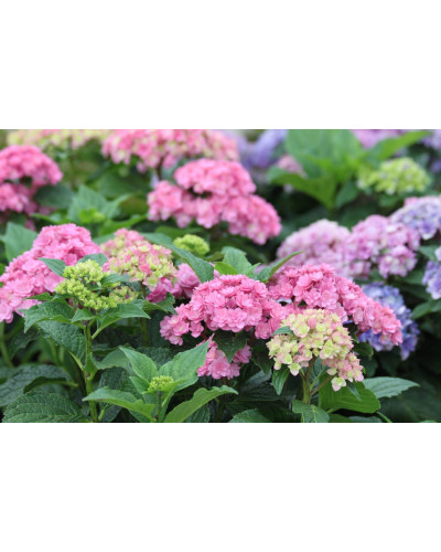 Гортензія широколиста Ю енд мі Тугезе | Hydrangea macrophylla You & Me Together | Гортензия широколистная Ю энд Ми Тугезе