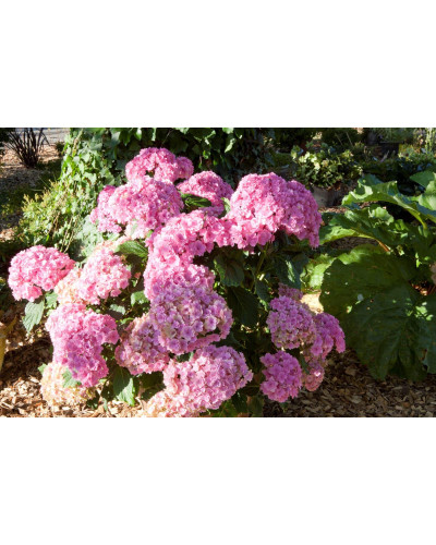 Гортензія широколиста Ю енд мі Тугезе | Hydrangea macrophylla You & Me Together | Гортензия широколистная Ю энд Ми Тугезе