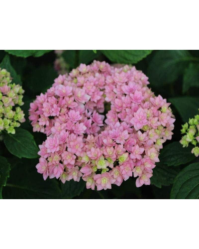 Гортензія широколиста Ю енд мі Тугезе | Hydrangea macrophylla You & Me Together | Гортензия широколистная Ю энд Ми Тугезе