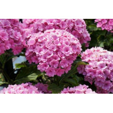 Гортензія широколиста Ю енд мі Тугезе | Hydrangea macrophylla You & Me Together | Гортензия широколистная Ю энд Ми Тугезе