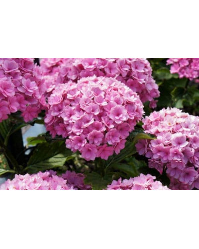 Гортензія широколиста Ю енд мі Тугезе | Hydrangea macrophylla You & Me Together | Гортензия широколистная Ю энд Ми Тугезе