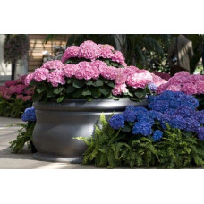 Гортензія широколиста Ю енд мі Тугезе | Hydrangea macrophylla You & Me Together | Гортензия широколистная Ю энд Ми Тугезе