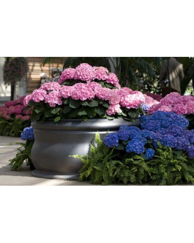 Гортензія широколиста Ю енд мі Тугезе | Hydrangea macrophylla You & Me Together | Гортензия широколистная Ю энд Ми Тугезе