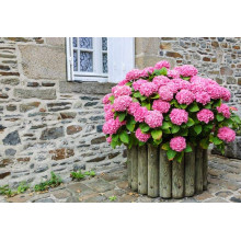 Гортензія широколиста Ю енд мі Тугезе | Hydrangea macrophylla You & Me Together | Гортензия широколистная Ю энд Ми Тугезе