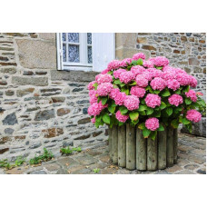 Гортензія широколиста Ю енд мі Тугезе | Hydrangea macrophylla You & Me Together | Гортензия широколистная Ю энд Ми Тугезе