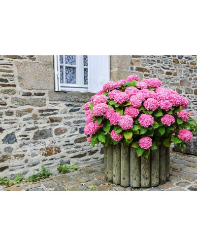 Гортензія широколиста Ю енд мі Тугезе | Hydrangea macrophylla You & Me Together | Гортензия широколистная Ю энд Ми Тугезе