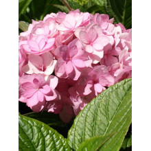 Гортензія широколиста Ю енд мі Тугезе | Hydrangea macrophylla You & Me Together | Гортензия широколистная Ю энд Ми Тугезе