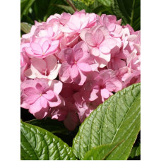 Гортензія широколиста Ю енд мі Тугезе | Hydrangea macrophylla You & Me Together | Гортензия широколистная Ю энд Ми Тугезе