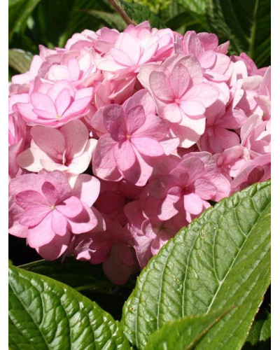 Гортензія широколиста Ю енд мі Тугезе | Hydrangea macrophylla You & Me Together | Гортензия широколистная Ю энд Ми Тугезе
