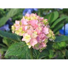 Гортензія широколиста Ю енд мі Тугезе | Hydrangea macrophylla You & Me Together | Гортензия широколистная Ю энд Ми Тугезе