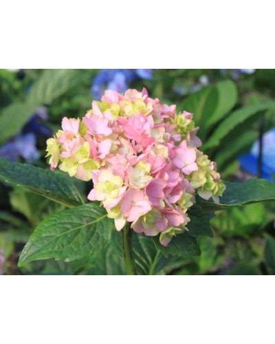 Гортензія широколиста Ю енд мі Тугезе | Hydrangea macrophylla You & Me Together | Гортензия широколистная Ю энд Ми Тугезе