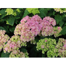 Гортензія широколиста Ю енд мі Тугезе | Hydrangea macrophylla You & Me Together | Гортензия широколистная Ю энд Ми Тугезе