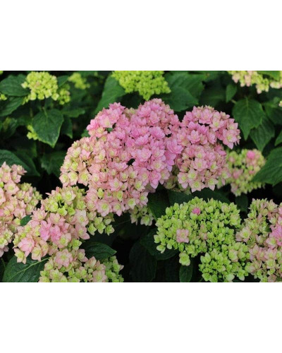 Гортензія широколиста Ю енд мі Тугезе | Hydrangea macrophylla You & Me Together | Гортензия широколистная Ю энд Ми Тугезе