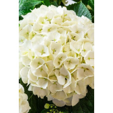 Гортензія широколиста Соєр Терез / Сестра Тереза | Hydrangea macrophylla Soeur Therese | Гортензия широколистная Соер Терез / Сестра Тереза