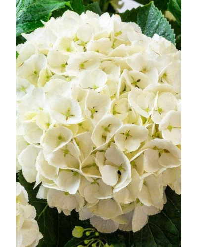 Гортензія широколиста Соєр Терез / Сестра Тереза | Hydrangea macrophylla Soeur Therese | Гортензия широколистная Соер Терез / Сестра Тереза