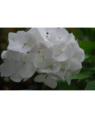 Гортензія широколиста Соєр Терез / Сестра Тереза | Hydrangea macrophylla Soeur Therese | Гортензия широколистная Соер Терез / Сестра Тереза