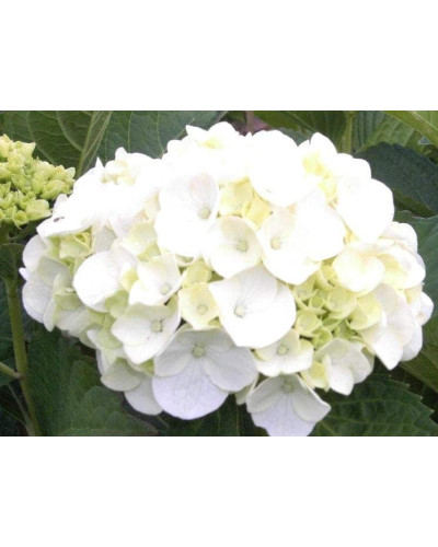 Гортензія широколиста Соєр Терез / Сестра Тереза | Hydrangea macrophylla Soeur Therese | Гортензия широколистная Соер Терез / Сестра Тереза