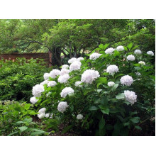 Гортензія широколиста Соєр Терез / Сестра Тереза | Hydrangea macrophylla Soeur Therese | Гортензия широколистная Соер Терез / Сестра Тереза