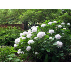 Гортензія широколиста Соєр Терез / Сестра Тереза | Hydrangea macrophylla Soeur Therese | Гортензия широколистная Соер Терез / Сестра Тереза