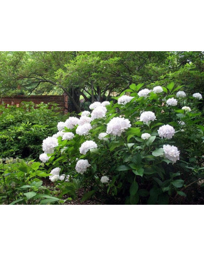 Гортензія широколиста Соєр Терез / Сестра Тереза | Hydrangea macrophylla Soeur Therese | Гортензия широколистная Соер Терез / Сестра Тереза