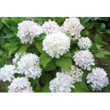 Гортензія широколиста Соєр Терез / Сестра Тереза | Hydrangea macrophylla Soeur Therese | Гортензия широколистная Соер Терез / Сестра Тереза