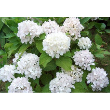 Гортензія широколиста Соєр Терез / Сестра Тереза | Hydrangea macrophylla Soeur Therese | Гортензия широколистная Соер Терез / Сестра Тереза