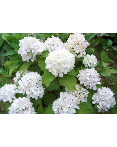 Гортензія широколиста Соєр Терез / Сестра Тереза | Hydrangea macrophylla Soeur Therese | Гортензия широколистная Соер Терез / Сестра Тереза