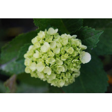 Гортензія широколиста Соєр Терез / Сестра Тереза | Hydrangea macrophylla Soeur Therese | Гортензия широколистная Соер Терез / Сестра Тереза