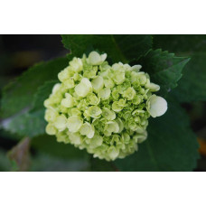 Гортензія широколиста Соєр Терез / Сестра Тереза | Hydrangea macrophylla Soeur Therese | Гортензия широколистная Соер Терез / Сестра Тереза