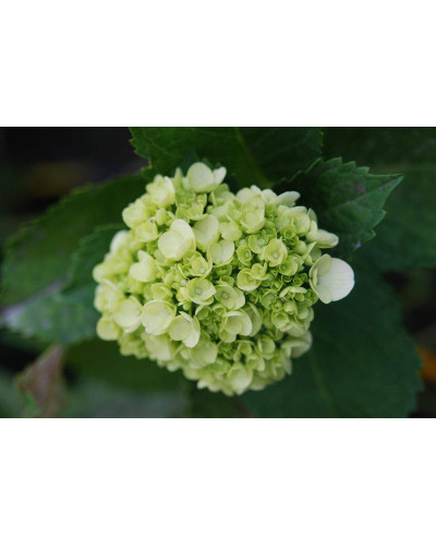 Гортензія широколиста Соєр Терез / Сестра Тереза | Hydrangea macrophylla Soeur Therese | Гортензия широколистная Соер Терез / Сестра Тереза