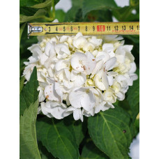 Гортензія широколиста Соєр Терез / Сестра Тереза | Hydrangea macrophylla Soeur Therese | Гортензия широколистная Соер Терез / Сестра Тереза
