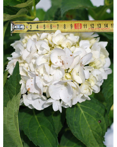Гортензія широколиста Соєр Терез / Сестра Тереза | Hydrangea macrophylla Soeur Therese | Гортензия широколистная Соер Терез / Сестра Тереза