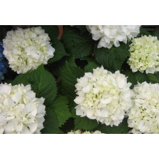 Гортензія широколиста Соєр Терез / Сестра Тереза | Hydrangea macrophylla Soeur Therese | Гортензия широколистная Соер Терез / Сестра Тереза