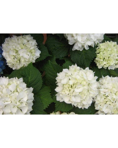 Гортензія широколиста Соєр Терез / Сестра Тереза | Hydrangea macrophylla Soeur Therese | Гортензия широколистная Соер Терез / Сестра Тереза